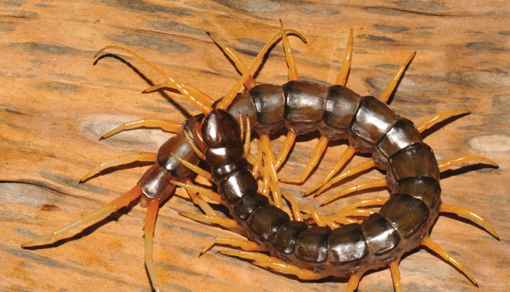 centipede new species 
