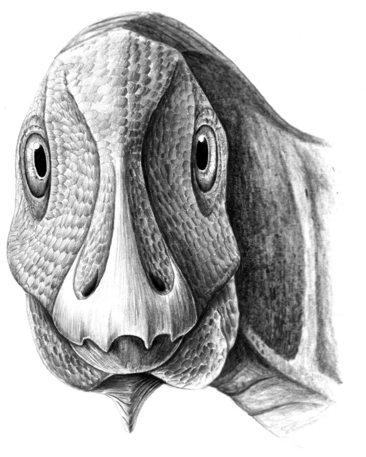 Telmatosaurus tumour face duck billed dinosaur