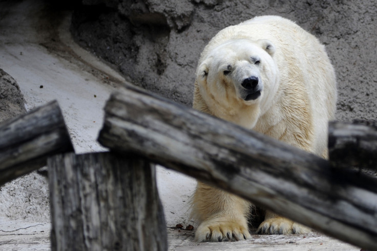 Arturo, Argentina's last polar bear, in 2014