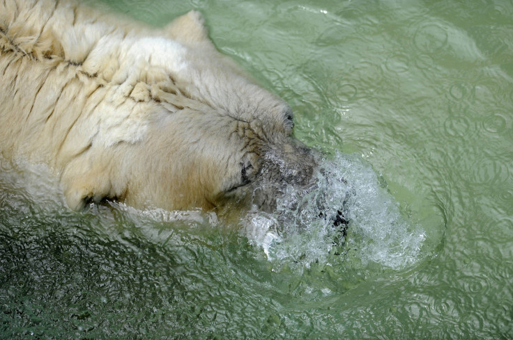 Arturo tries to keep cool in Argentina