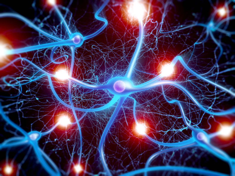 brain neurons neuroscience