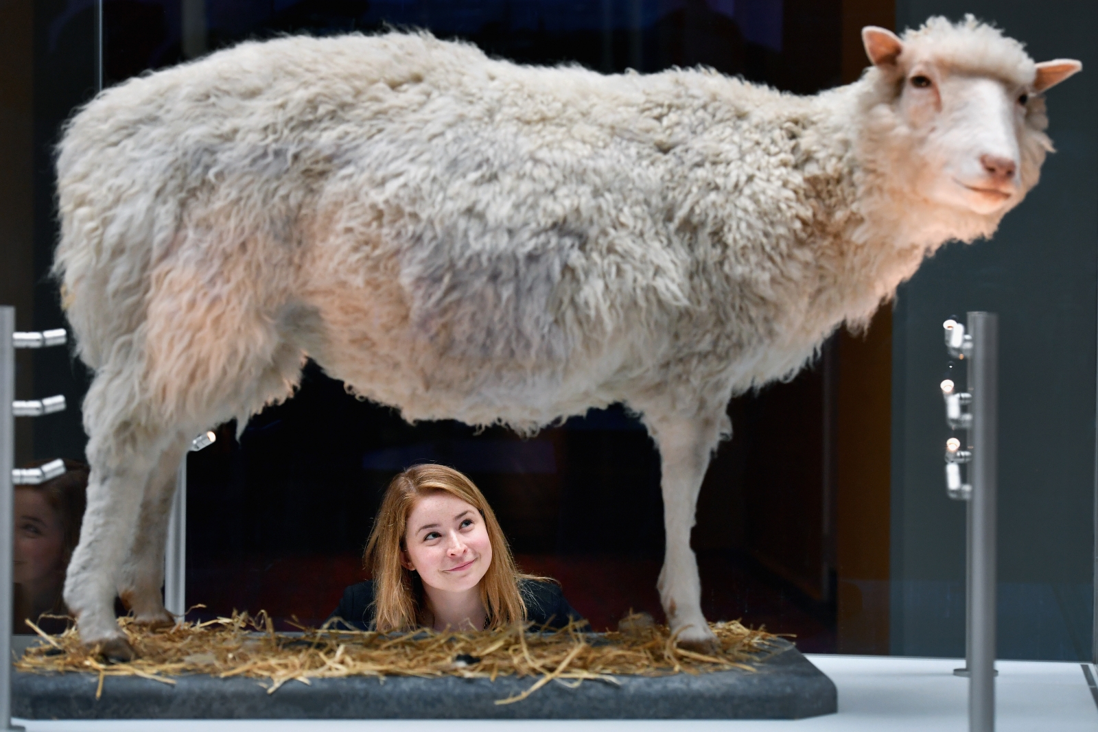 Dolly the sheep quiz: How much do you know about the world's first cloned sheep?