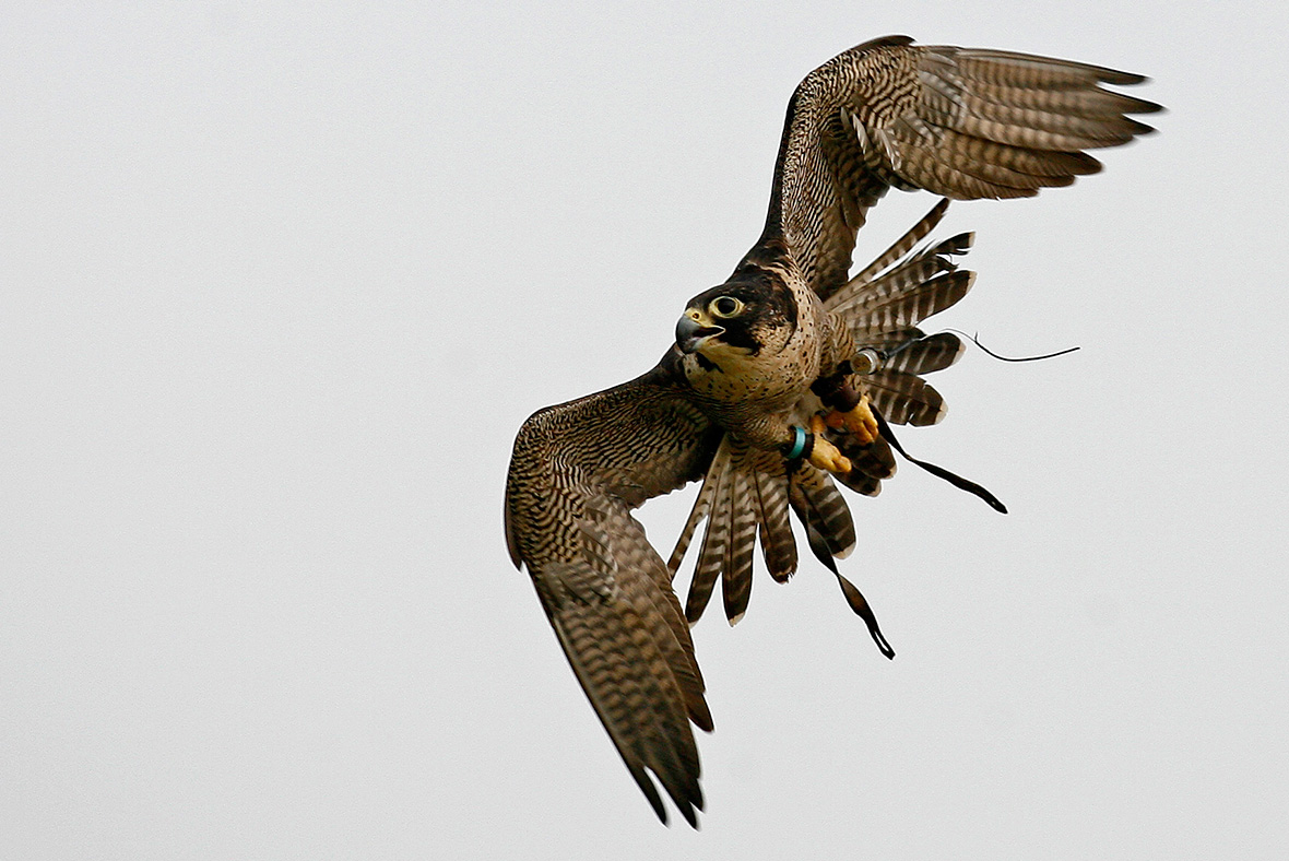 Firehawks Killer birds in Australia are deliberately starting fires to