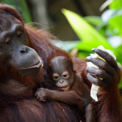 Bornean Orangutan decline