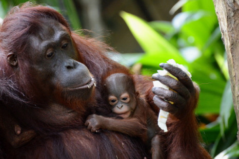 Bornean Orangutan decline