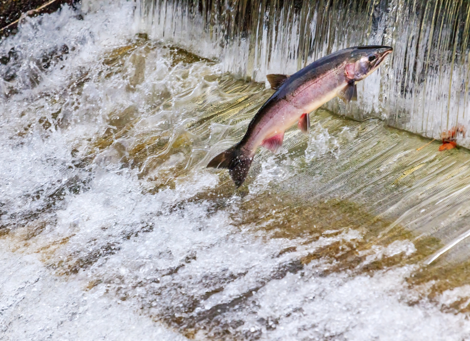 Salmon sold by Tesco, Co-op and Sainsbury's has 'epidemic' levels of ...