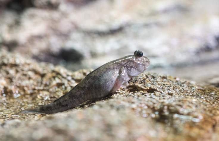 origin of terrestrial life on Earth