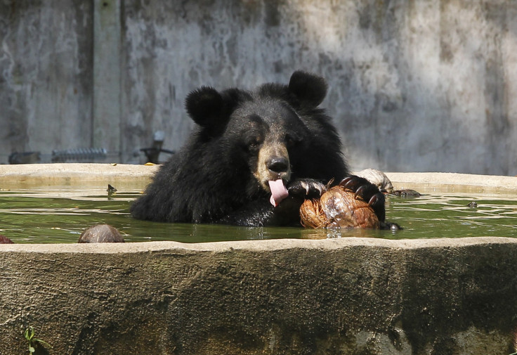 Bear India