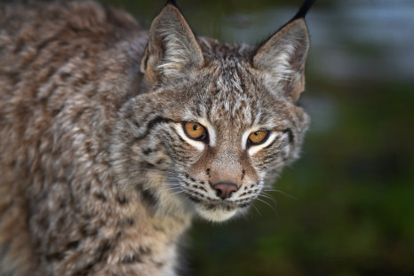Dartmoor escaped Lynx