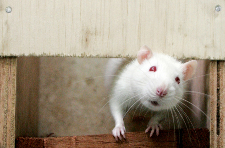 White rat