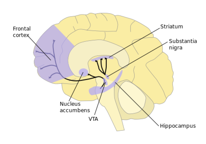 brain striatum graph