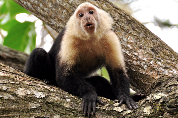 capuchin monkey stone tools