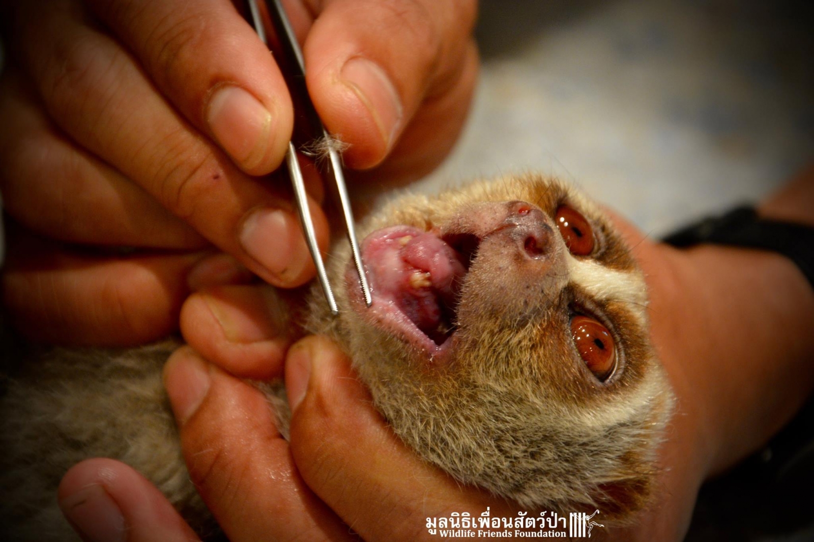 Rescued Bengal slow loris had teeth clipped for use as tourist selfie prop