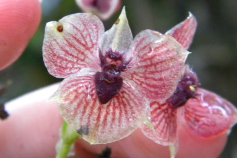 orchid Telipogon diabolicus