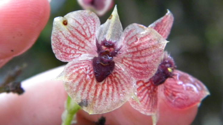 orchid Telipogon diabolicus