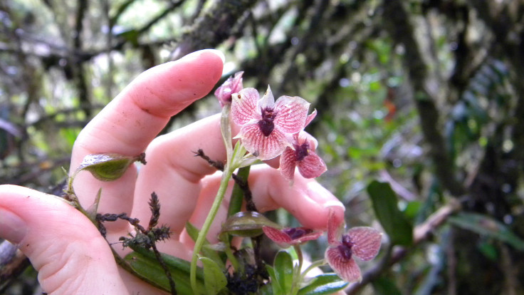 orchid Telipogon diabolicus