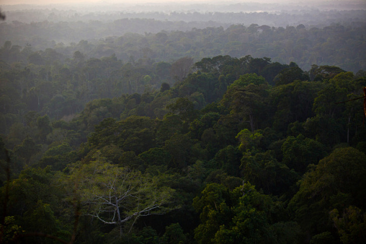 Amazonian forest trees