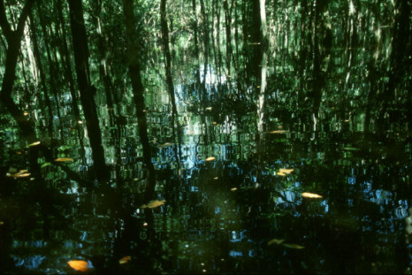 Amazonian forest trees