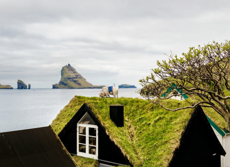 Sheep view camera on a rooftop