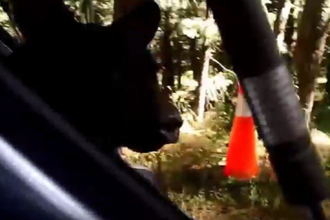 Bear escapes car in Colorado screenshot