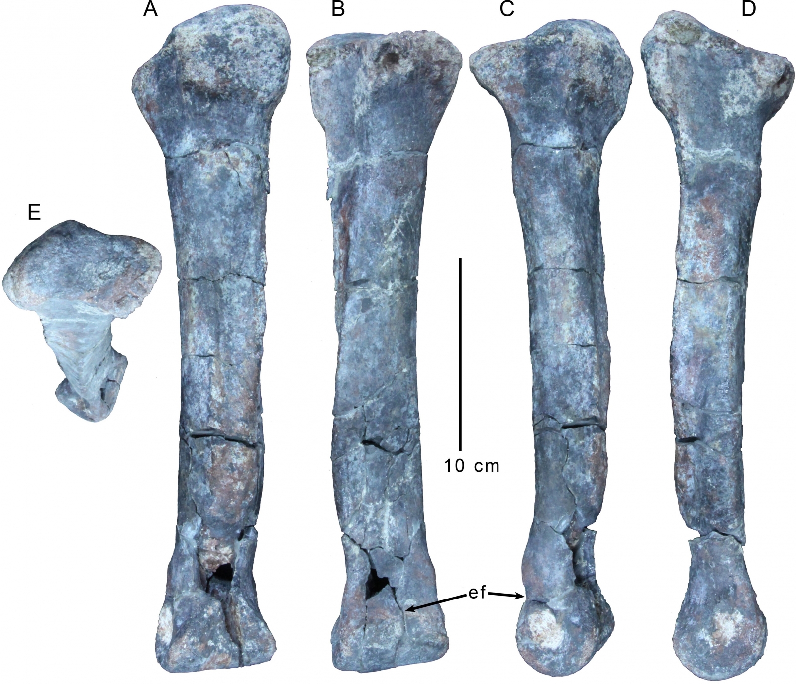 Gualichoshinyae: Evil dinosaur with independently evolved T-Rex arms ...