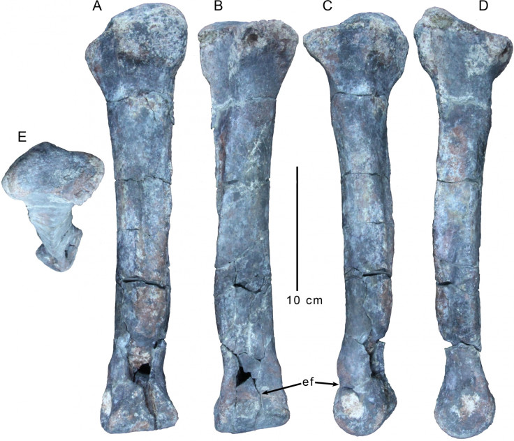 Gualichoshinyae t-rex arms