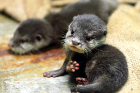 Otters illegal trade