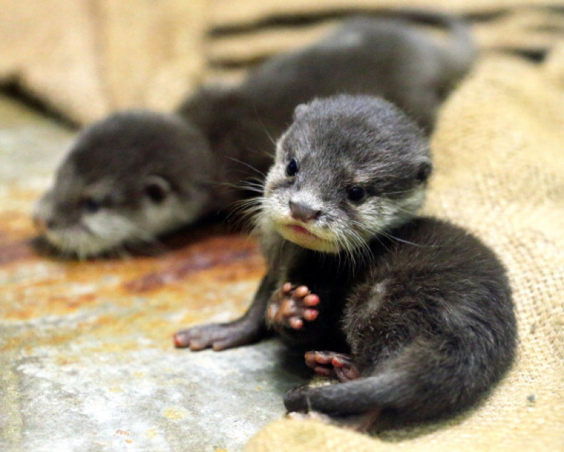 Otters illegal trade