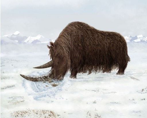 Woolly Rhino