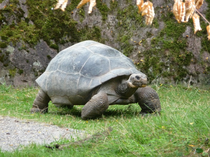 turtle shell development 