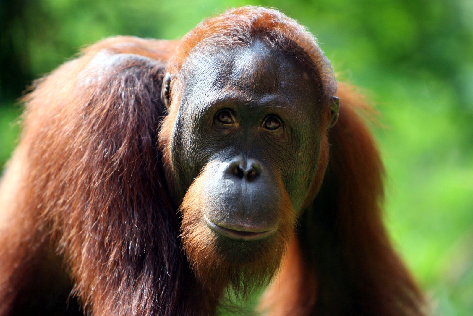  Orangutans  at Zoos Victoria would get more video games to 