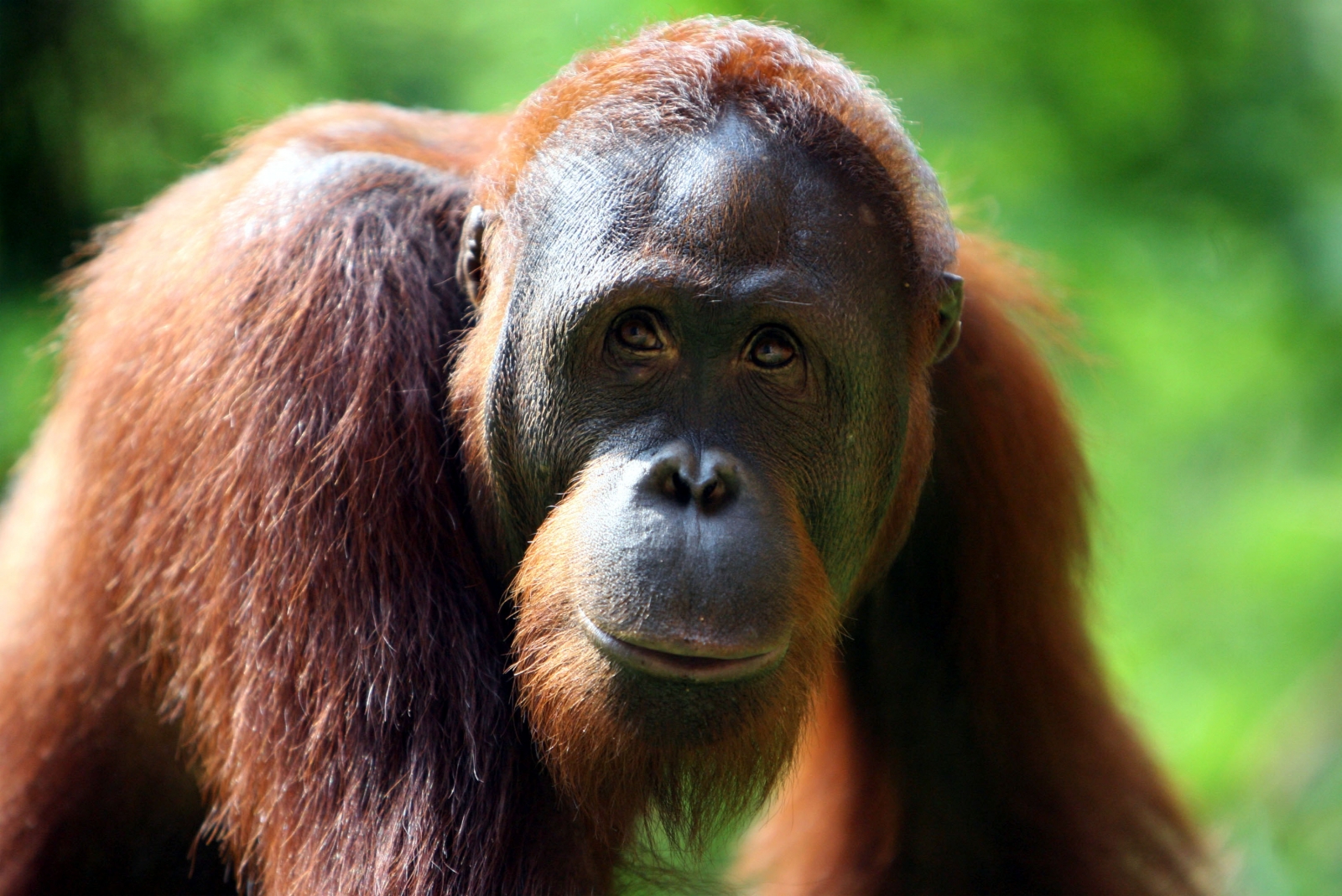 Zoos Victoria orangutan to get video games Zoos Victoria orangutan to get video games