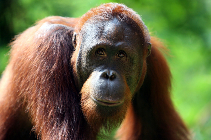 Zoos Victoria orangutan to get video games
