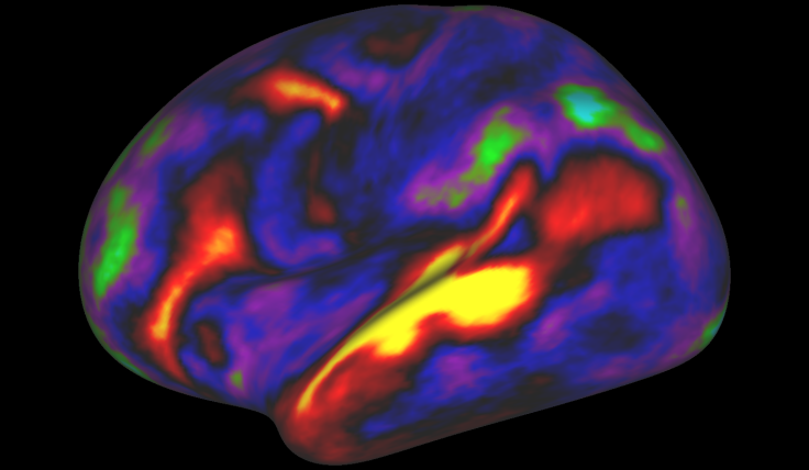 brain map structure