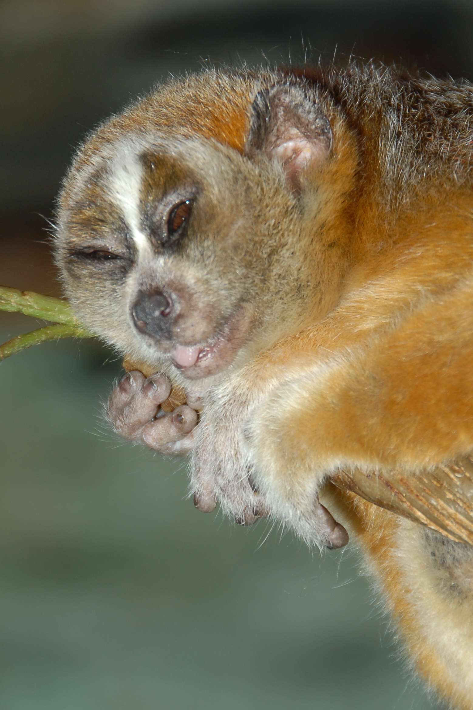 Slow loris and aye-ayes attracted to alcohol shedding light on human