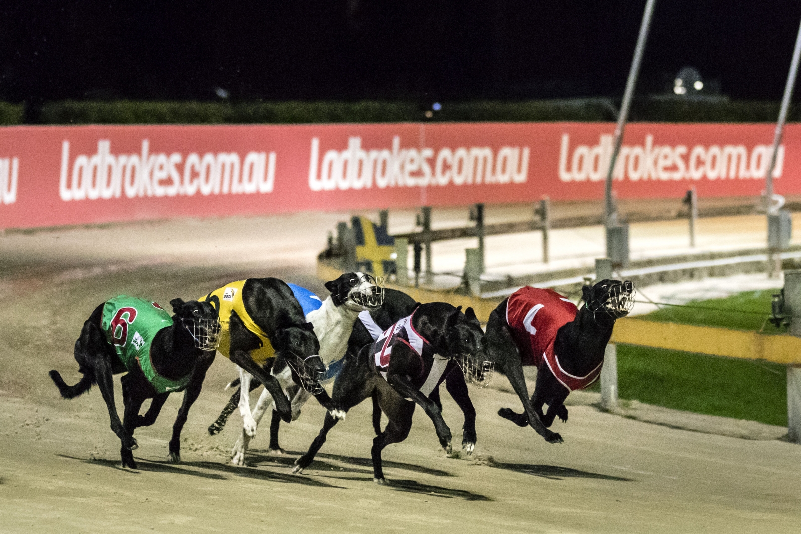 Australia: 99 greyhounds killed and buried in mass grave in New South ...