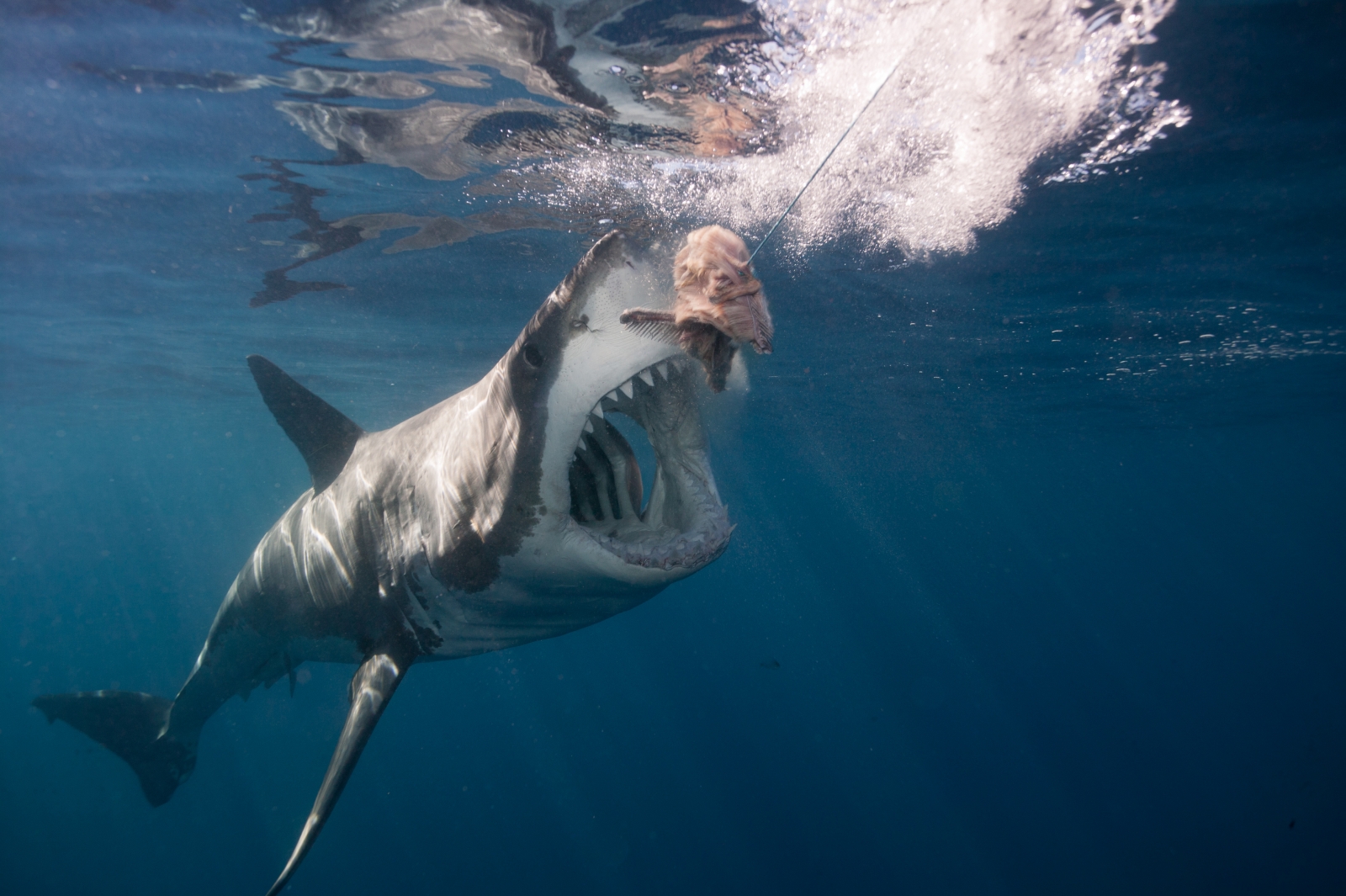 Biggest great white shark ever? Pictures show monster creature in ...