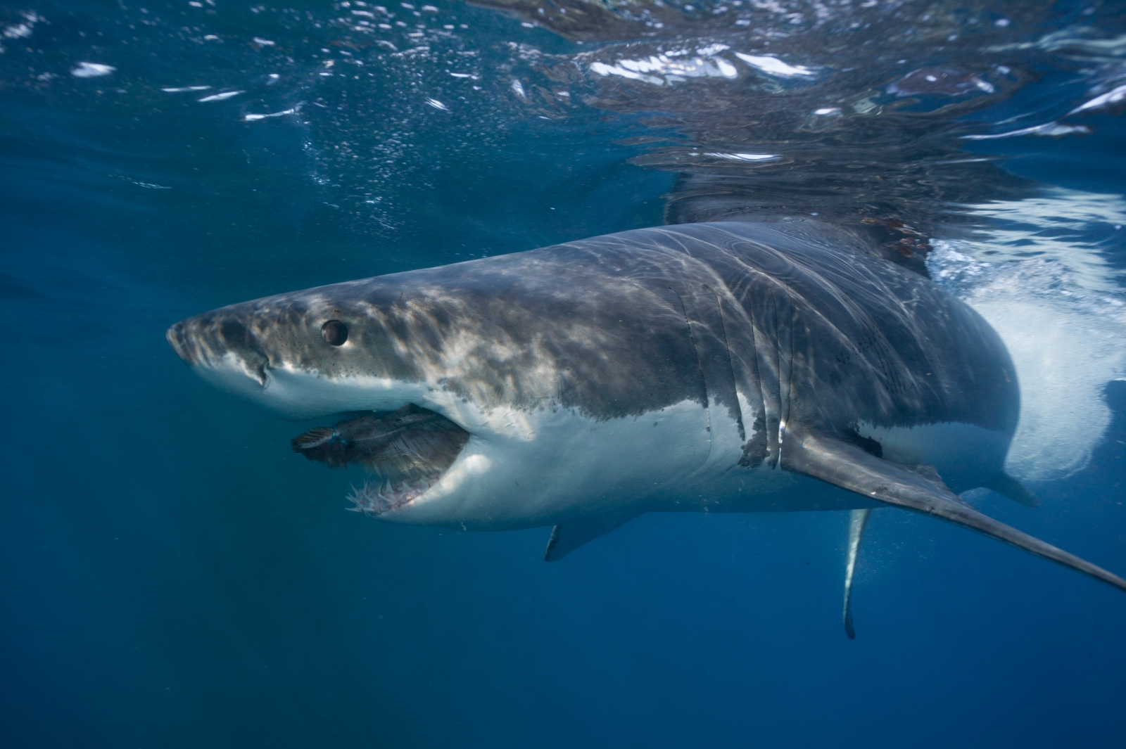 biggest-great-white-shark-ever-pictures-show-monster-creature-in