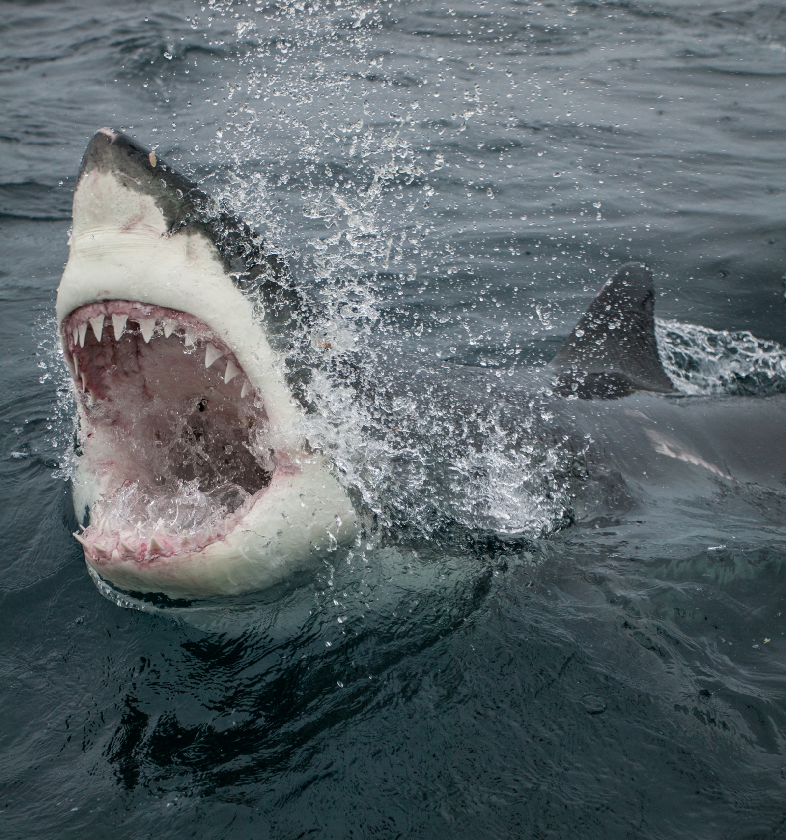 great white shark