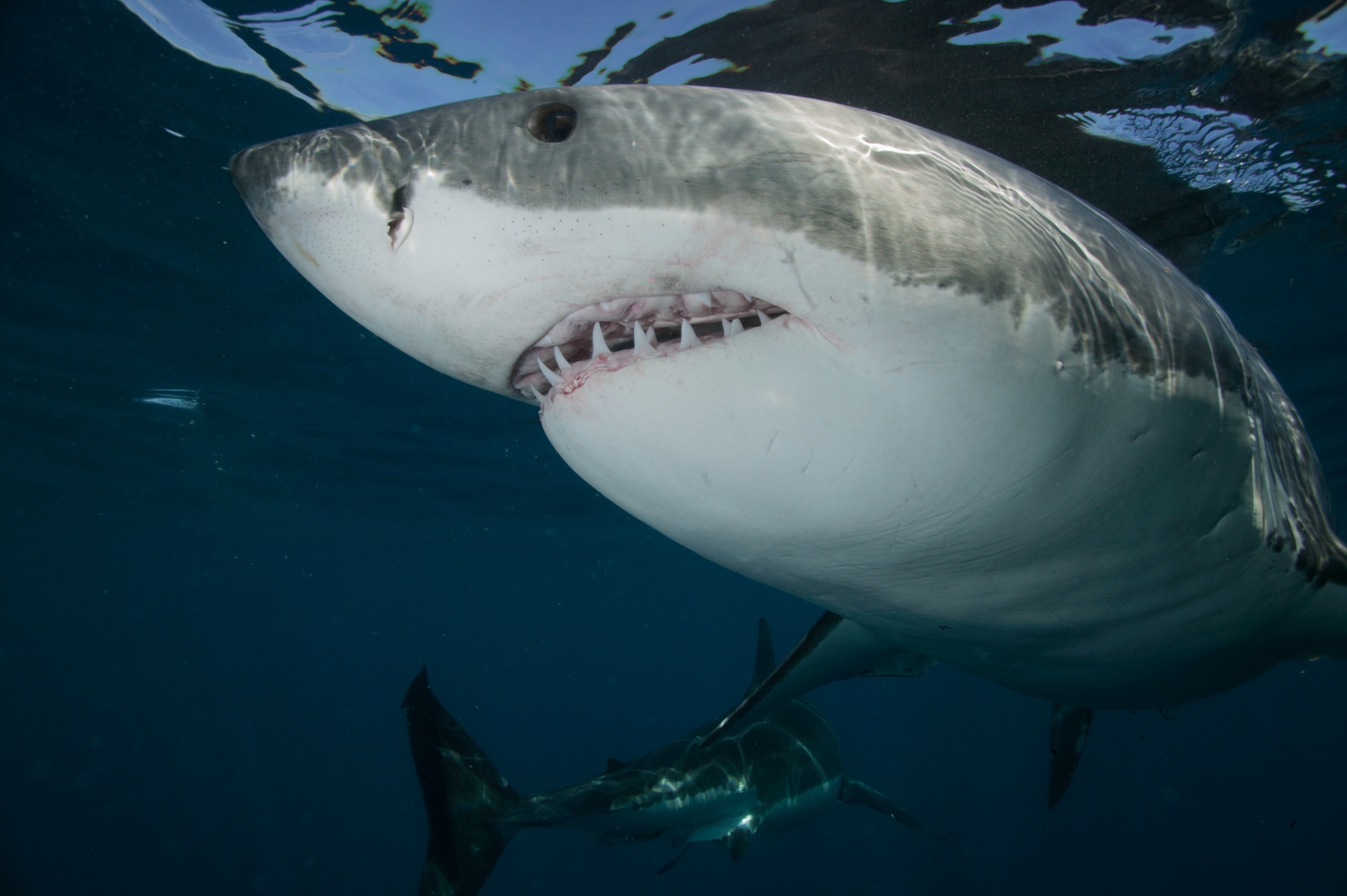 Biggest great white shark ever? Pictures show monster creature in