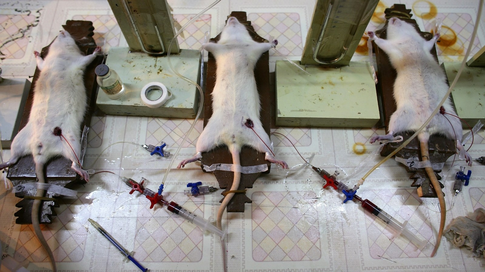 Animal testing: Over 4 million animals were used in British experiments in  2015 - why?