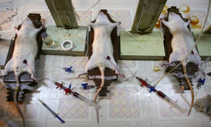 Animal testing: Over 4 million animals were used in British experiments in  2015 - why?