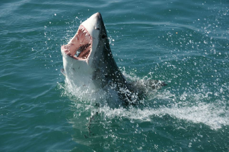 great white shark south africa