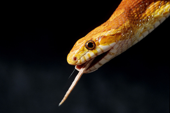 Corn snake pet