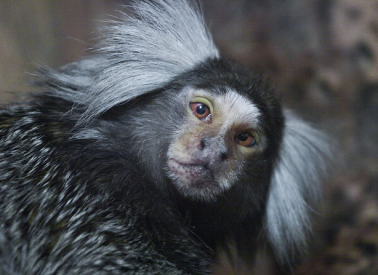 marmoset exotic pet