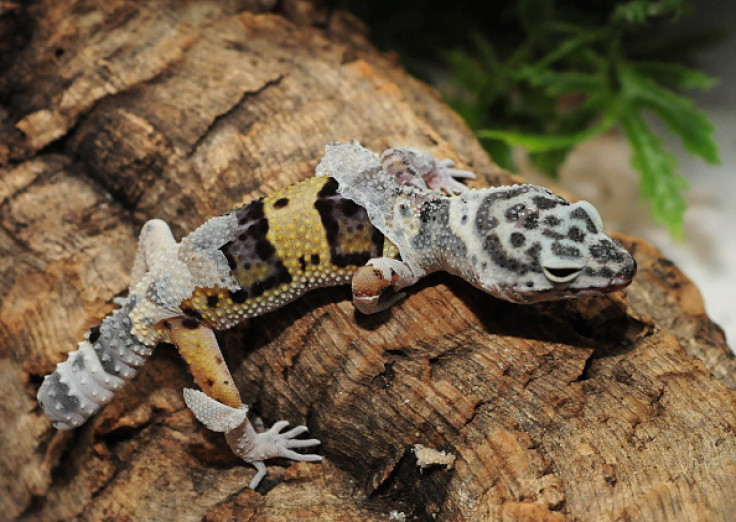 gecko exotic pet