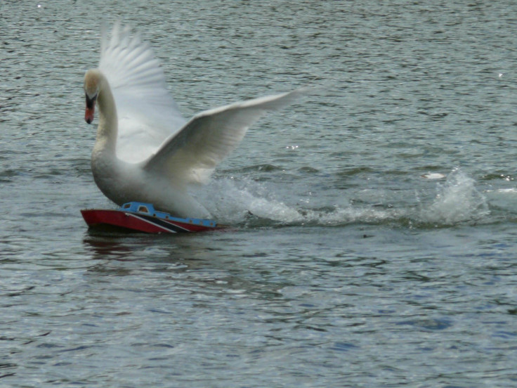 Swan attacks model boat