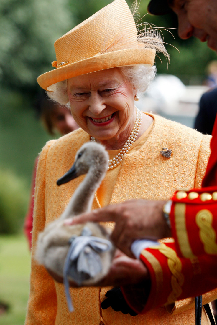Queen Elizabeth II is shown orphaned cygnet
