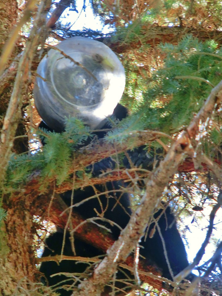 Bear cheeseballs jar