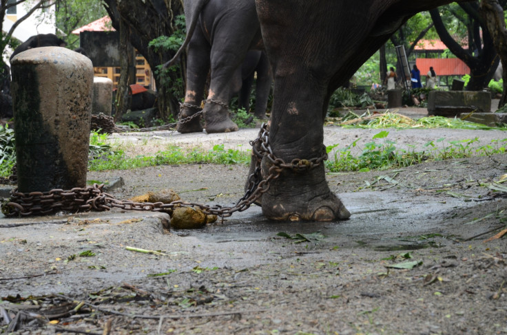 An elephant chained by the leg